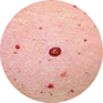 thermo circles cherryc